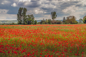 FIELDS OF POPPIES IN THE DROME