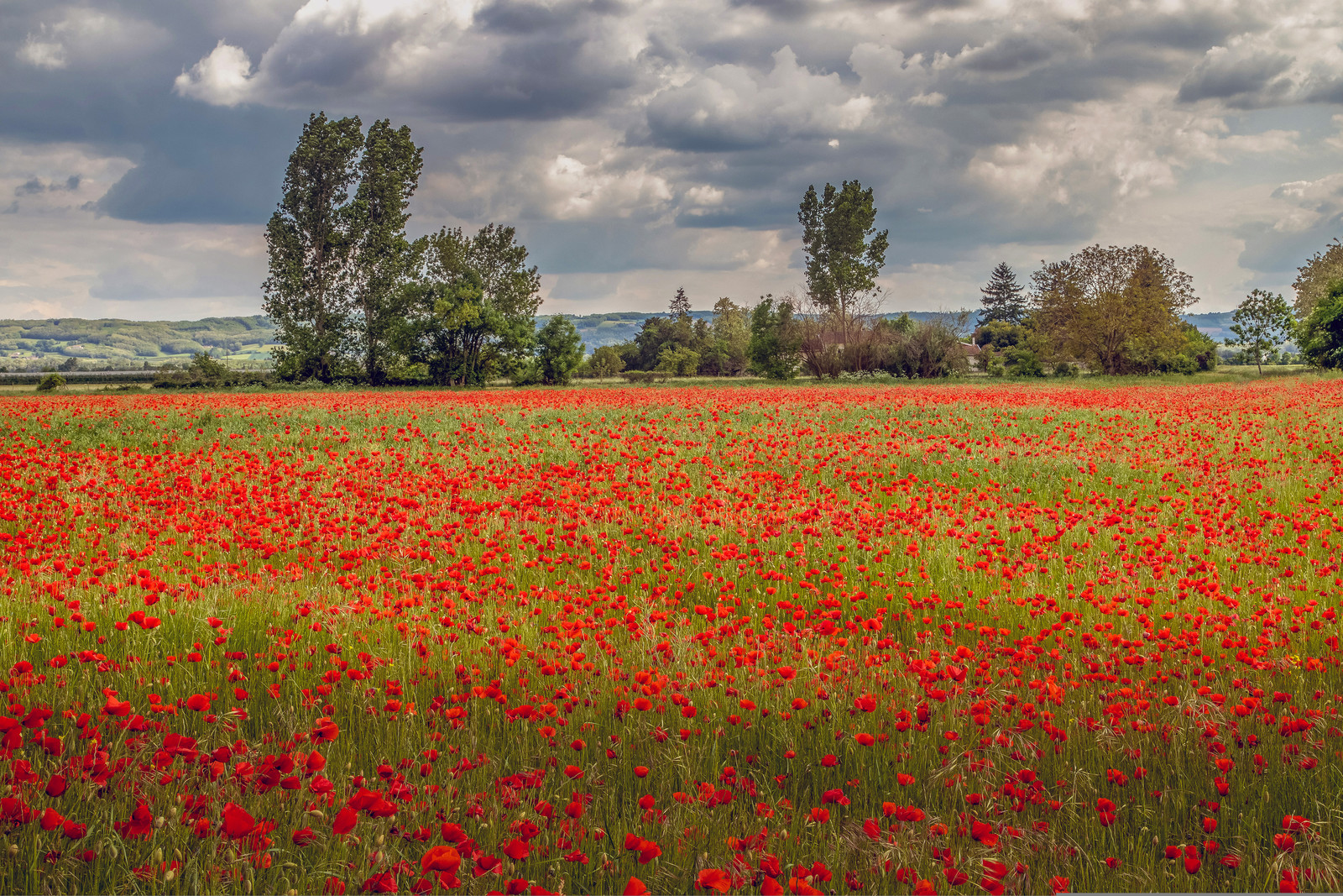 FIELDS OF POPPIES IN THE DROME